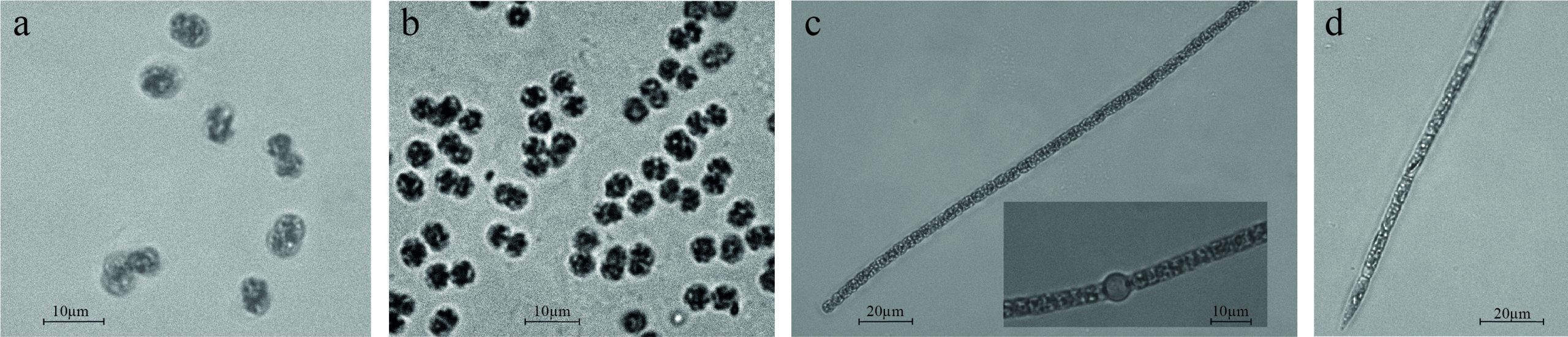 Micrographs of selected Cyanobacterial strains